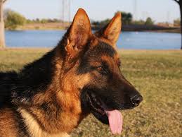 Looking for a german shepherd dog puppy or dog in montana? Black And Red German Shepherd Dog For Sale Zauberberg