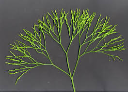 Image result for Psilotum