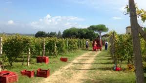 Shopping chocolate dan ladang anggur di swan valley. Jelajah 11 Kebun Anggur Terindah Di Dunia Bikin Betah Jiwa Dan Raga