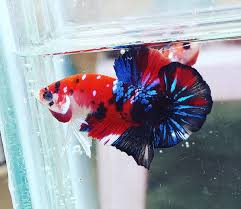 Request dong om cupang sawah x blurim siapa tau jd sarim ( sawah blurim ). Red Koi Galaxy Hmpk Ikan Cupang Ikan