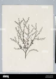 Image result for Eriosema flexuosum