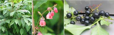 Image result for Vaccinium madagascariense