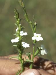 Image result for Striga bilabiata