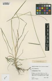 Image result for Arthraxon lancifolius