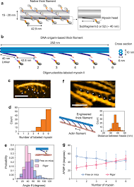 In the early years of metal detecting titanium didn't belong to the list of elements a metal detector could find. Direct Visualization Of Human Myosin Ii Force Generation Using Dna Origami Based Thick Filaments Communications Biology