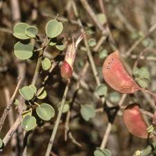Image result for Adenolobus pechuelii