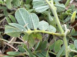 Image result for Tephrosia pumila