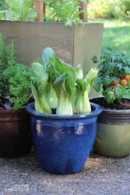 Patio Vegetable Garden Setup And Tips To Get Growing Small Vegetable Gardens Container Gardening Vegetables Home Vegetable Garden
