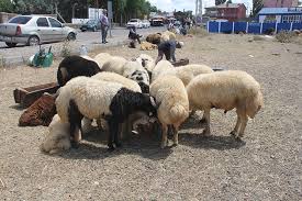 Hayvan pazarı 1 güncel fiyatlar, abone olmayı unutmayınız #hayvan fiyatları #hayvancılık. Dogu Da Kurban Pazarlarinda Hareketlilik Suruyor