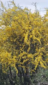 Image result for Rhigozum zambesiacum