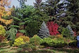 Maybe you would like to learn more about one of these? Natural Privacy Screen Tired Of Looking At The Neighbor S Garage A Mixed Border Of Flowering Trees Shru Privacy Landscaping Conifers Garden Evergreen Garden