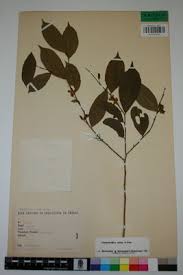 Image result for Carpolobia alba