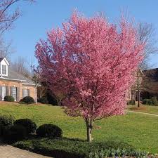 Good luck with your sale. Okame Cherry Trees For Sale Brighterblooms Com