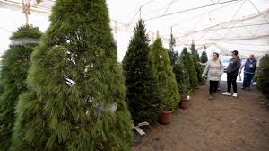 ¿dónde comprar un árbol de navidad en argentina? Comprar Un Arbol De Navidad Natural Es Mas Sustentable El Heraldo De Mexico