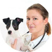 Vet in Lewinston Idaho