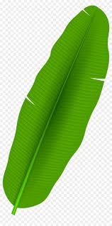 Exotic Palm Leaf Transparent Png Clip Art Banana Leaf Clipart Png Free Transparent Png Clipart Images Download Seeking more png image palm leaf png,banana leaf png,palm leaf vector png? exotic palm leaf transparent png clip