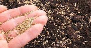 Çimler uzamaya başladığında örneğin 10 cm gibi uzunlukta bir boya geldiklerinde çimleri biçme makinasıyla 4 cm kadar kısaltmalıdır. Cim Ekimi Nasil Yapilir