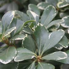 Variegated Pittosporum A K A Japanese Mock Orange Pixies Gardens