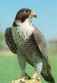 Peregrine Falcon Birds Of Prey Animals Types Of Falcon Species By Nick Askew Below Is Shown A List Of Falcon Species Wild Birds Pet Birds Colorful Birds