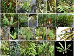 Image result for Lepisorus