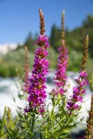 Yellow flowers (banner petal may be reddish). Purple Loosestrife