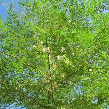 Image result for Moringa oleifera