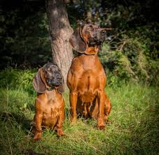 Image result for bavorský barvář