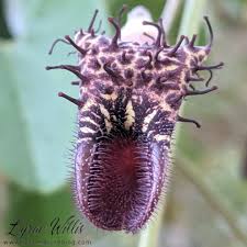 Image result for Aristolochia triactina