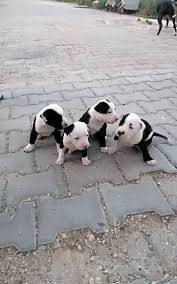 Yavru Pitbull Pitbull