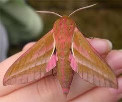 Black And White Spotted Moth Uk Elephant Hawk Moth Hawk Moth Moth Moth Fly