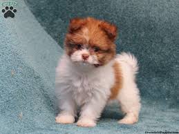 Do what you love and love what you do! Shih Pom Puppies For Sale Greenfield Puppies