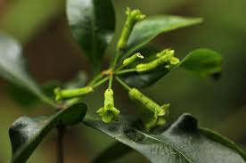 Image result for Peddiea