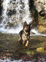 German Shepherd I Kinda Want One After Being With My Sisters German Shepherd Such An Amaz German Shepherd Dogs German Shepherd Puppies German Shepherd Rescue