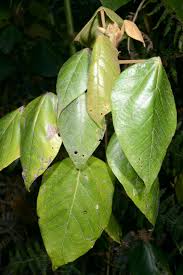 Image result for Macaranga capensis