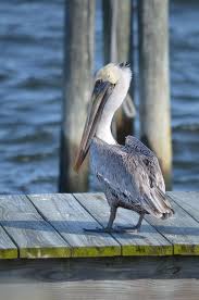 Brown Pelican Pelican Sea Birds Beautiful Birds