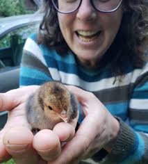 Incubating Leghorn and Rhodes Island Red Chicks in Pilbara