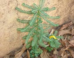 Image result for Phyllanthus fraternus