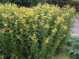 Image result for Grona stolzii