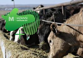 Only +18 explicit contents dm vid will do da same luv 2 hookup if worth my while. Essentials Of Building A Kraal Feedlot Mzansi Agriculture Talk