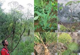 Image result for Lefebvrea grantii