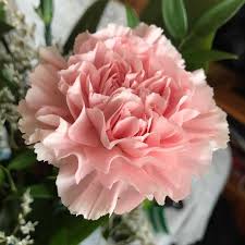 Its mesmerizing color ranges from pale to deep blue and are reminiscent of the sea. Carnation Meaning Discover The True Origins And Symbolism Of This Flower