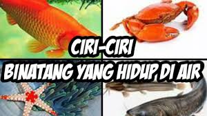 Mulai dari pengelompokan berdasarkan kelas seperti mamalia, reptil, amfibi, dll. Ciri Ciri Binatang Yang Hidup Di Air Ikan Bintang Laut Lele Dan Kepiting Youtube