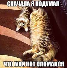 смешные картинки (фото приколы) :: котє / смешные картинки и другие  приколы: комиксы, гиф анимация, видео, лучший интеллектуальный юмор.