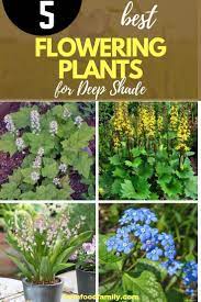 Though unfit for heavy shade, hydrangeas deliver bountiful blooms in spring and summer, with some pretty fall foliage to boot. 5 Flowering Plants For Deep Shade Farmfoodfamily Planting Flowers Shade Landscaping Shade Garden Plants
