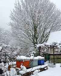 Der Schnee Ist Leider Schon Wieder Weg Egal Ich Will Auch Ein Bisschen Winterwunderland In Meinem Feed Haben Die Bienen Sitzen Bei Der Kalte Sch Outdoor Snow