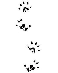 Pin By Kami Valodine On Sugar Gliders Sugar Glider Sugar Bears Paw Print
