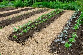 The children ___ playing in the garden. Start Preparing Your Fall Garden Plot Alabama Cooperative Extension System