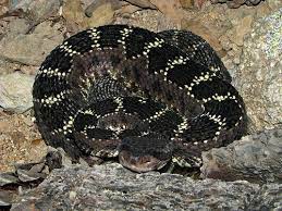Pin On Pit Viper