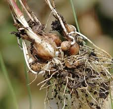 Image result for Senecio pachyrhizus
