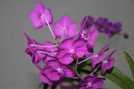 Jul 22, 2020 · bolivia's hallmark archaeological site sets your imagination on fire. Orquideas De Santa Cruz Bolivia Flowers Plants Bolivia